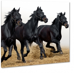 czarne konie, wybieg, galop, rumaki