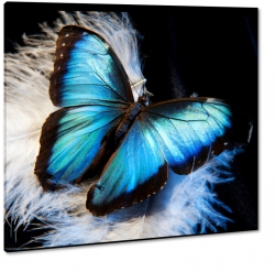 turkusowy motyl, piro, niebieski, biae pirko, 