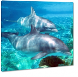 delfiny, niebieski, ssak, pod wod, ocean, 