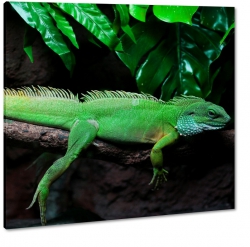 iguana, jaszczurka, gad, zielona, terrarium, 