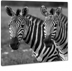 zebry, czarno biae paski, sawanna, zebra