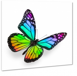 kolorowy motyl, tczowy, biae to, owad