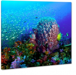 awica ryb, pod wod rafa koralowa, ocean