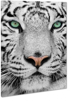 tygrys, biay, dziki, kot, spojrzenie, futro, makro, strach, pasy, drapienik, zielone oczy