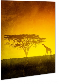 yrafa, afryka, safari, dzikie zwierz, akacja, cienie, ciepe kolory