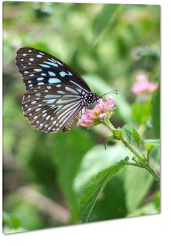 motyl, owad, natura, skrzyda, ka, mozaika, kwiaty, makro