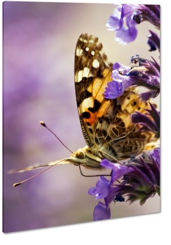 motyl, motylek, skrzyda, owad, ka, fiolet, kwiatki
