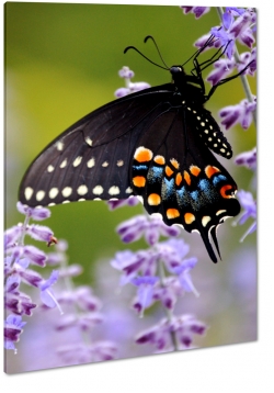 motyl, owad, czarny, plamki, czuki, lawenda, skrzyda, kolorowy, makro, mozaika 