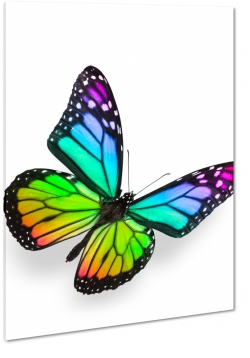 motyl, owad, kolorowy, mozaika, tczowy, skrzyda, abstrakcja