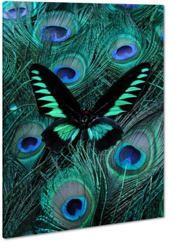 motyl, owad, natura, pikno, skrzyda, dark, zielony, pira, abstrakcyjny