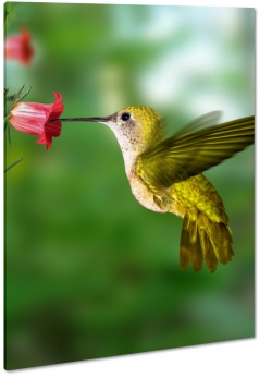 koliber, ptak, kwiat, skrzyda, natura, lot, pira, zielony, makro