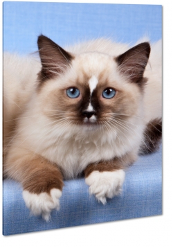 kot, kotek, spojrzenie, sier, futro, ciekawy, oczy, makro, niebieskie oczy, wsy, apki