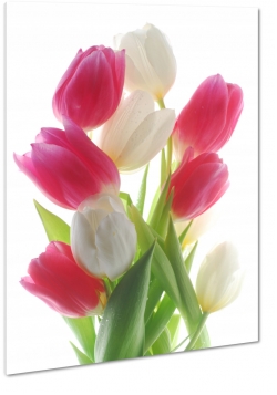 bukiet kwiatw, tulipany, rowy, biay, wiosna, biae to, pikno, natura