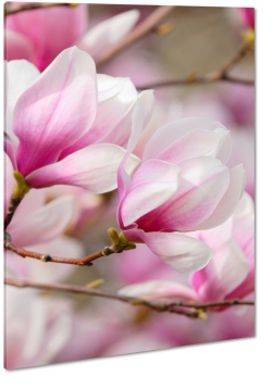 magnolia, kwiaty, natura, patki, drzewo, pikno, biel, sezon wiosenny, zdjcie makro