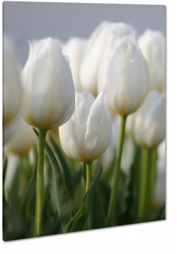 biae tulipany, kwiaty, bukiet, patki, licie, lato, natura, pikno, pole, ka