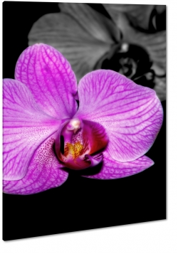orchidea, fioletowy, patki, kwiaty, czarny, czarne to, dark, ciemny, natura, wiosenny