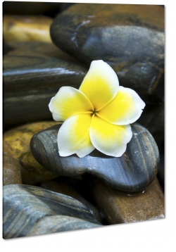 plumeria, kwiat lei, hawajski, kwiat zakochanych, patki, biay, ty, kamienie, wellness, relaks