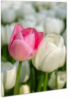 tulipan, rowy, kwiaty w tle, biae tulipany, patki, pikno, natura, uroda, styl, makro, biae to