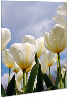 biae tulipany, kwiaty, bukiet, patki, licie, lato, natura, pikno, pole, ka, lato