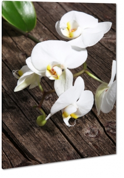 orchidea, storczyk, biay, patki, natura, odyga, pki, prezent, deski, st, drewniany