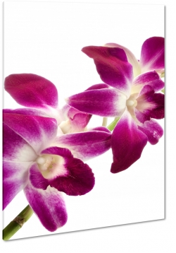 orchidea, fioletowy, patki, kwiaty, ogrd, wiosna, lato, biae to, makro, z bliska