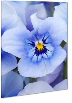 orchidea, storczyk, niebieski, patki, natura, odyga, pki, prezent, kwiaty, makro, wiosna, ogrd, ka