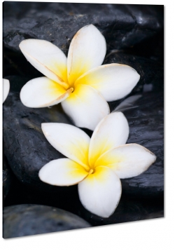 plumeria, kwiat zakochanych, hawajski, ty, makro, czarne to, kwiat lei, kamienie, wellness