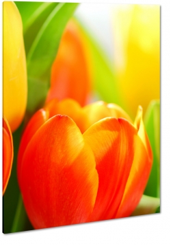 tulipan, pomaraczowy, wiosenny, lato, promienie soca, rozkwitajcy, patki, makro