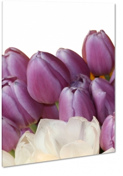 fioletowe tulipany, bukiet, gsto, kompozycja, biae to, patki, licie, fiolet, ogrd, wiosna, lato, natura