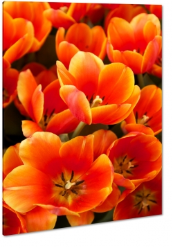 tulipany, pomaraczowe, czerwone, rozkwitajcy, otwarty, ogrd, ka, ciepe kolory
