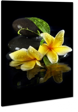 plumeria, kwiat lei, hawajski, kwiat zakochanych, patki, ty, makro, kamienie, czarne to krople wody, rosa