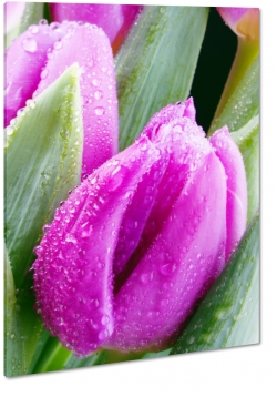 tulipany, fioletowy, ka, pole, licie, wiosna, lato, ogrd, makro, rosa, krople wody