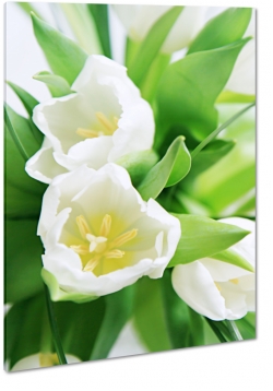 biae tulipany, otwarte, rozkwitajce, bukiet kwiatw, pikno, styl, niewinno, biae to, makro, z bliska