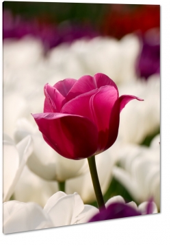 tulipan, rowy, kwiaty w tle, biae tulipany, patki, pikno, natura, uroda, styl, makro, biae to