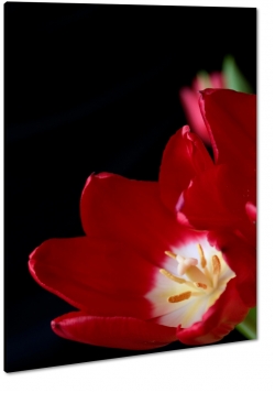tulipan, czerwony, kwiaty, licie, pikno, natura, uroda, styl, makro, czarne to