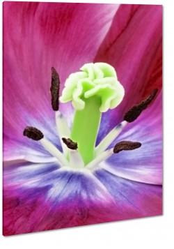 tulipan, fioletowy, makro, zblienie, patki, rozkwitajcy