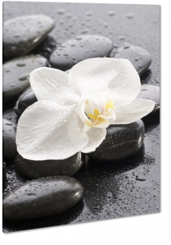 orchidea, kamienie, wellness, biaa, czarny, rwnowaga, relaks, spokj, natura, deszcz, krople wody