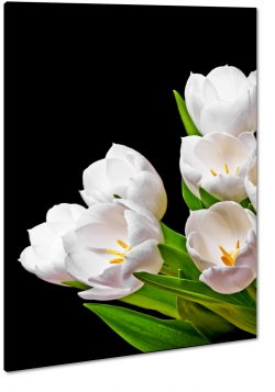 biae tulipany, bukiet, rozkwitajce, pikno, makro, zblienie, niewinno, symbol, czarne to
