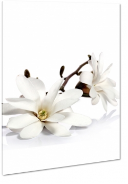 magnolia, biae kwiaty, odyga, pikno, patki, biae to