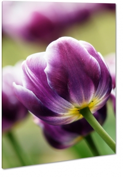 tulipan, fioletowy, makro, zblienie, promienie soca, patki, soce, rozkwitajcy