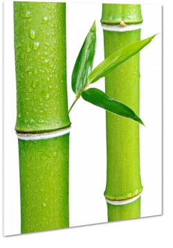 bambus, makro, zblienie, natura, ziele, biae to, krople wody, licie