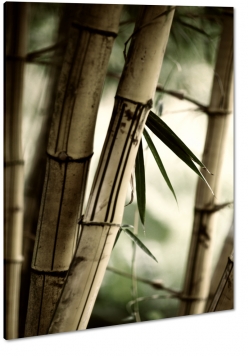 bambus, makro, zblienie, natura, drzewo, z bliska, azja