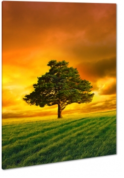 drzewo, pole, wie, ka, polana, korona, zielone, horyzont, ciepe kolory, chmury, czerwone niebo, krajobraz, widok