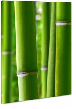 bambus, makro, zblienie, natura, ziele, azja, chiny