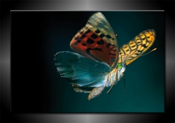 motyl, kolorowy, makro, ciemne zimne barwy, w locie
