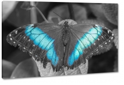 motyl, czarny, niebieski, skrzyda, owad, pikny, natura