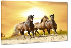 konie, mustangi, dziko, natura, galop, bieg, zachd, brzowy, wolno, zachd, ciepy kolor