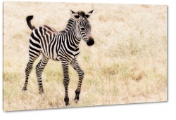 zebra, paski, rebak, czarno-biae, natura, dziko, afryka, safari, podr