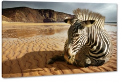 zebra, paski, czarno-biae, natura, dziko, afryka, safari, podr, jezioro, brzeg, grzywa, odpoczynek