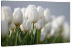 biae tulipany, otwarte, rozkwitajce, bukiet kwiatw, pikno, styl, niewinno, makro